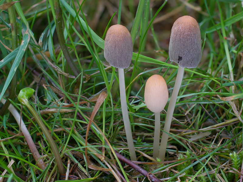 Parasola leiocephala